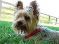ziggy