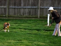 e-collar-and-off-leash-class_long-line-come