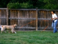 e-collar-and-off-leash-class_long-line