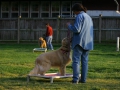 e-collar-and-off-leash-class_sit-in-place