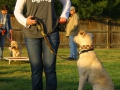 e-collar-and-off-leash-class_working-on-place3