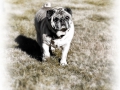 buddiew