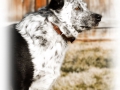 busterbrowns