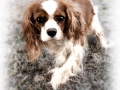 chloec