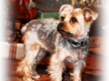 gatsbyg