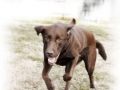 ochos