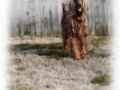 rileye