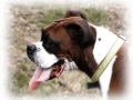 tyson