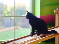 cat_cropped
