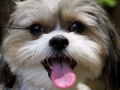 smalldog_0