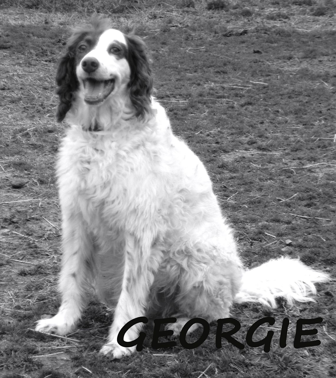 Georgie Grand