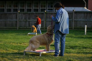 E-collar and Off-Leash class: sitting on a "place"